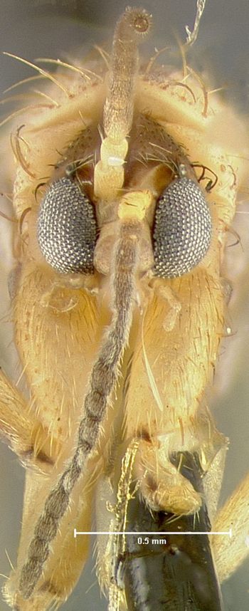 Media type: image;   Entomology 27262 Aspect: head frontal view